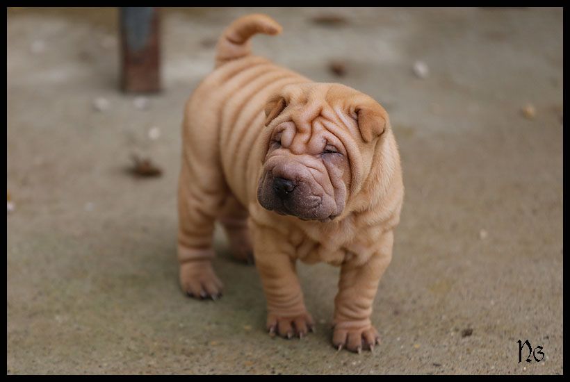 du Nuorilang - Chiot disponible  - Shar Pei