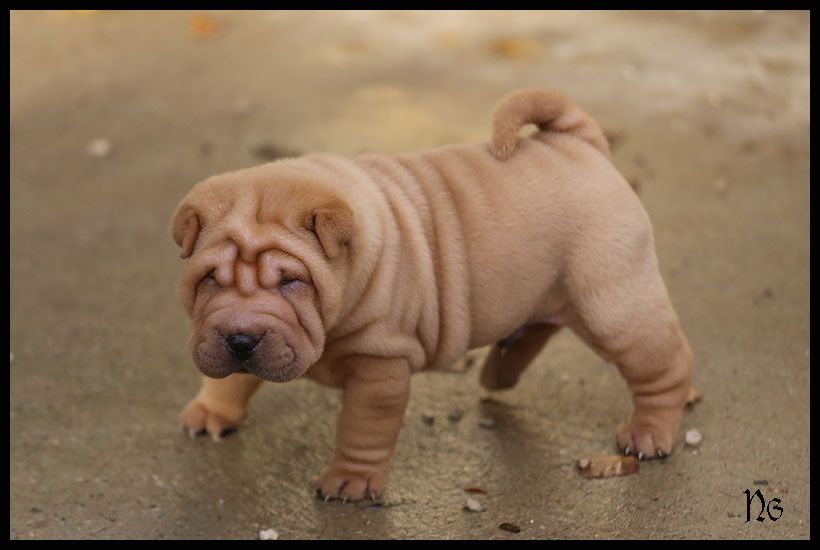 du Nuorilang - Chiot disponible  - Shar Pei