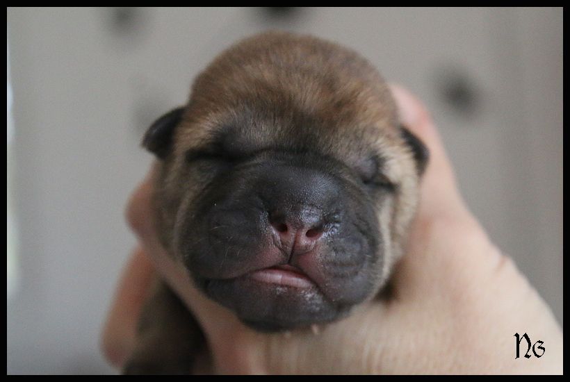 du Nuorilang - Chiot disponible  - Shar Pei