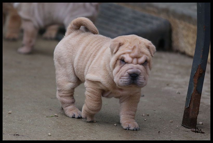 du Nuorilang - Chiot disponible  - Shar Pei