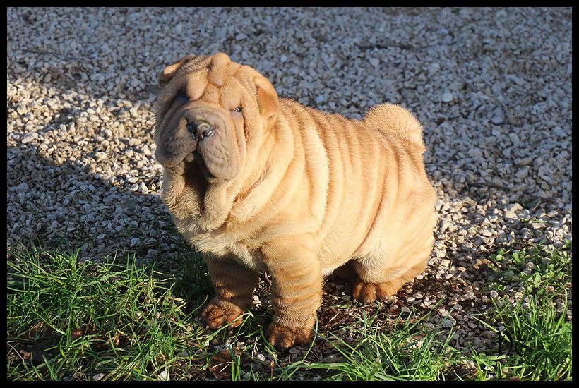 du Nuorilang - Chiot disponible  - Shar Pei