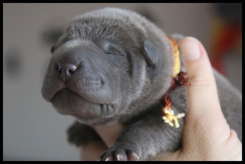 du Nuorilang - Chiot disponible  - Shar Pei