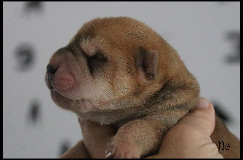 du Nuorilang - Chiot disponible  - Shar Pei