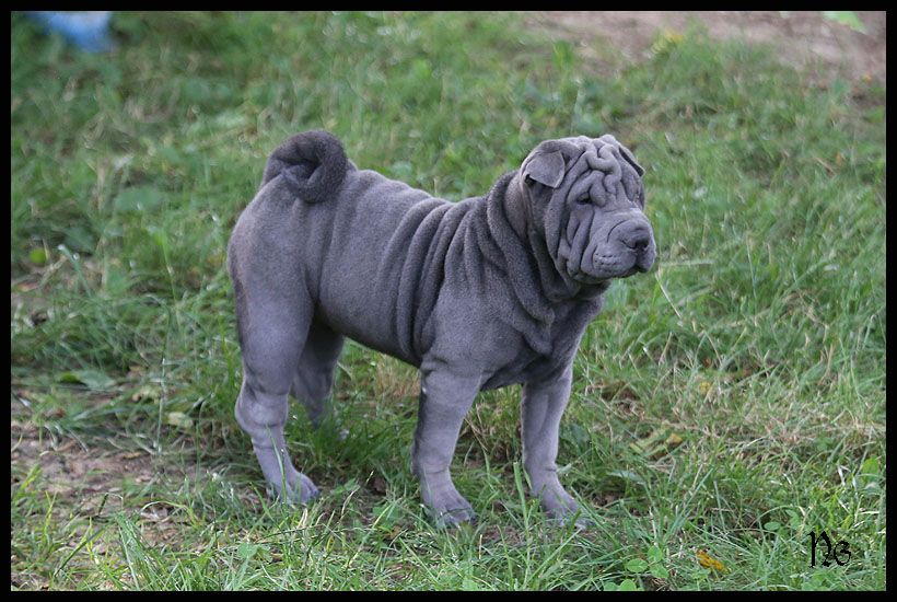 du Nuorilang - Chiot disponible  - Shar Pei