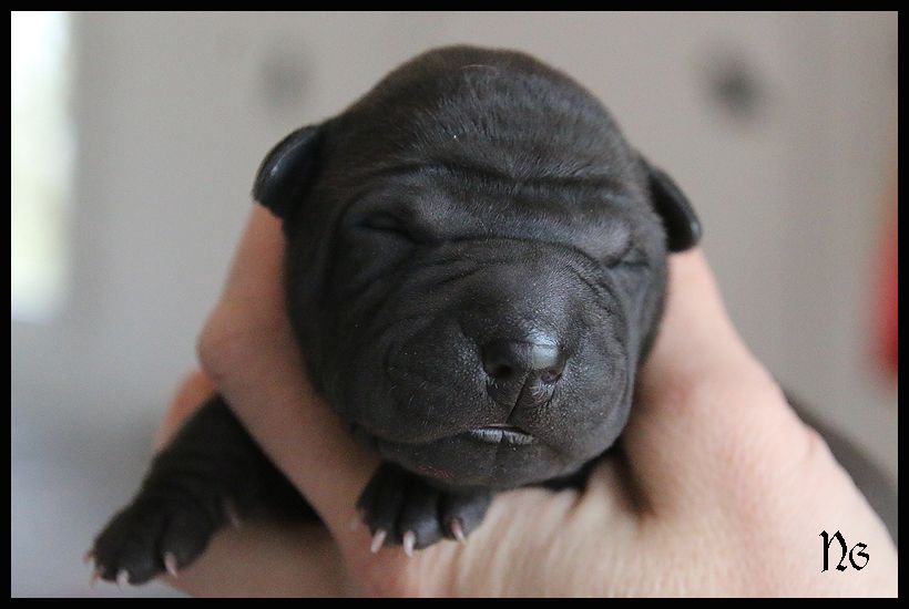 du Nuorilang - Chiot disponible  - Shar Pei