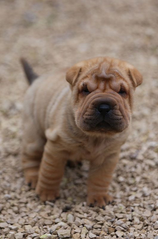 du Nuorilang - Chiot disponible  - Shar Pei