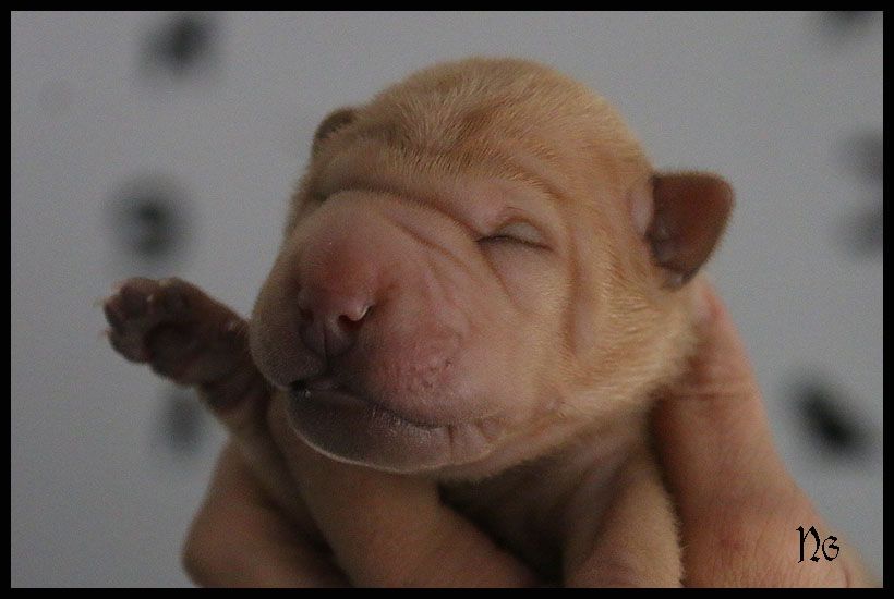 du Nuorilang - Chiot disponible  - Shar Pei