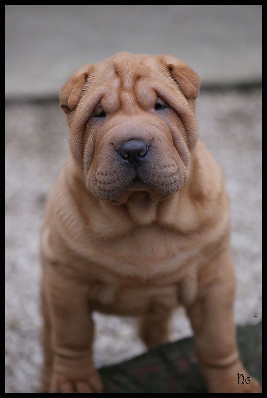 du Nuorilang - Chiot disponible  - Shar Pei