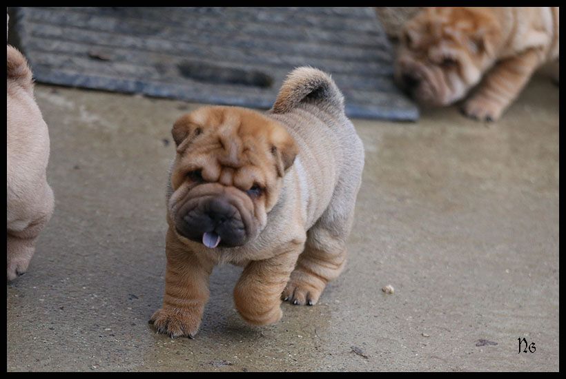 du Nuorilang - Chiot disponible  - Shar Pei