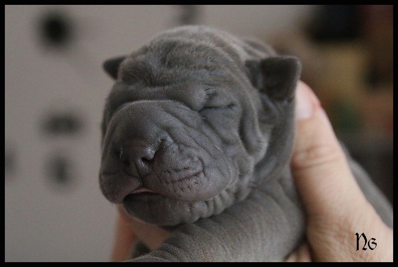 du Nuorilang - Chiot disponible  - Shar Pei