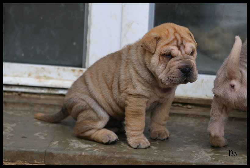 du Nuorilang - Chiot disponible  - Shar Pei