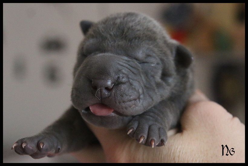 du Nuorilang - Chiot disponible  - Shar Pei