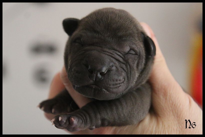 du Nuorilang - Chiot disponible  - Shar Pei