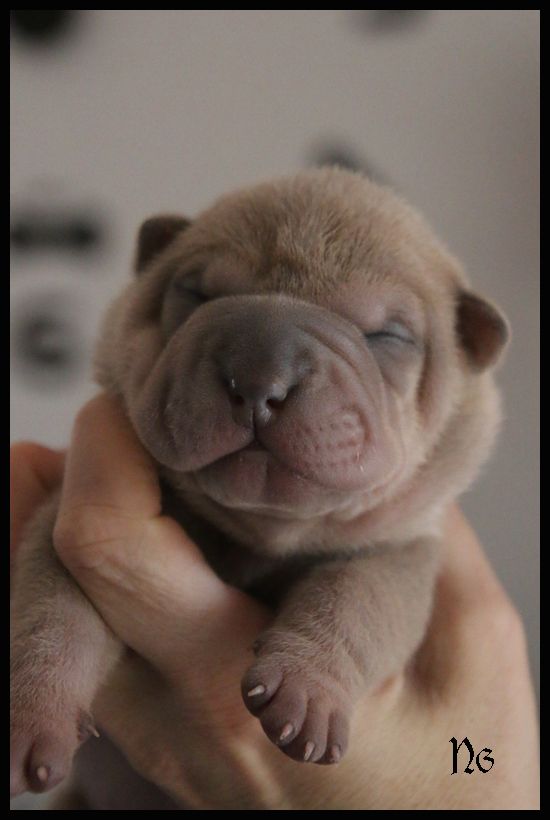 du Nuorilang - Chiot disponible  - Shar Pei