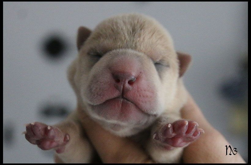 du Nuorilang - Chiot disponible  - Shar Pei