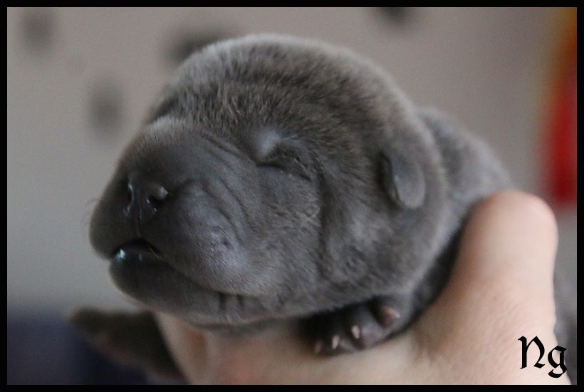 du Nuorilang - Chiot disponible  - Shar Pei