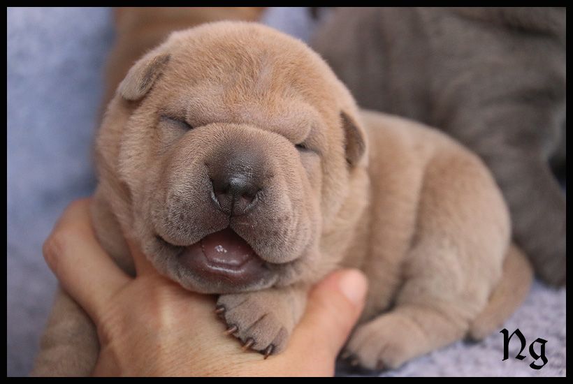 du Nuorilang - Chiot disponible  - Shar Pei