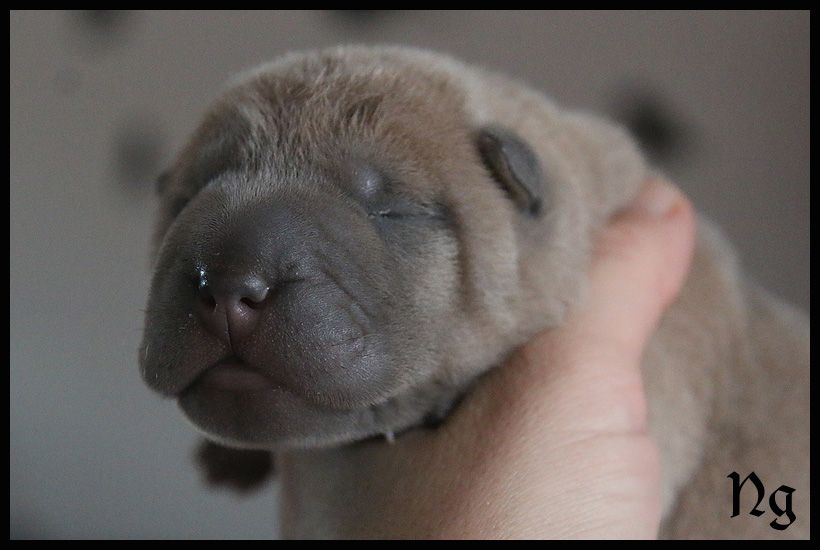 du Nuorilang - Chiot disponible  - Shar Pei