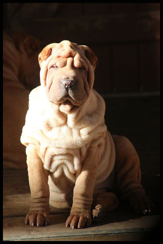 du Nuorilang - Chiot disponible  - Shar Pei