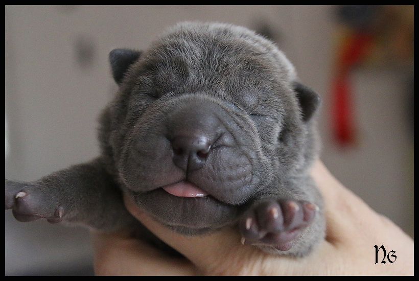 du Nuorilang - Chiot disponible  - Shar Pei