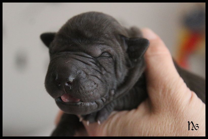 du Nuorilang - Chiot disponible  - Shar Pei