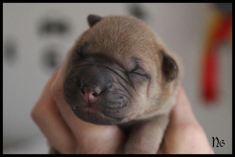 du Nuorilang - Chiot disponible  - Shar Pei