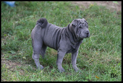 du Nuorilang - Shar Pei - Portée née le 11/04/2024