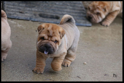 du Nuorilang - Shar Pei - Portée née le 15/10/2024