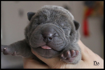 MALE BLEU BRUSH COAT