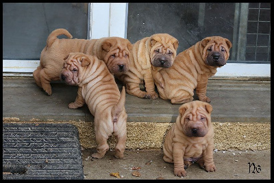 du Nuorilang - Shar Pei - Portée née le 06/09/2024