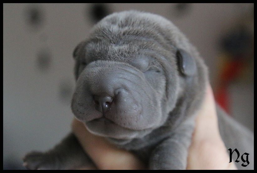 du Nuorilang - Chiot disponible  - Shar Pei