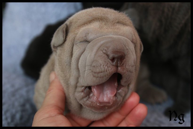 du Nuorilang - Chiot disponible  - Shar Pei