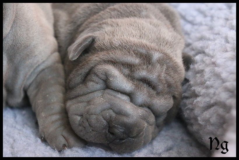 du Nuorilang - Chiot disponible  - Shar Pei