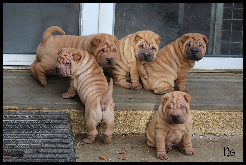 chiot Shar Pei du Nuorilang