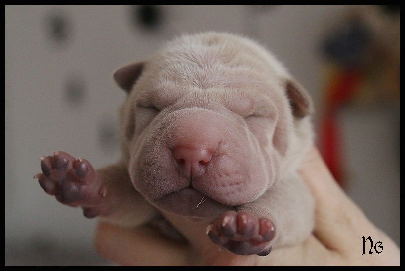 du Nuorilang - Chiot disponible  - Shar Pei