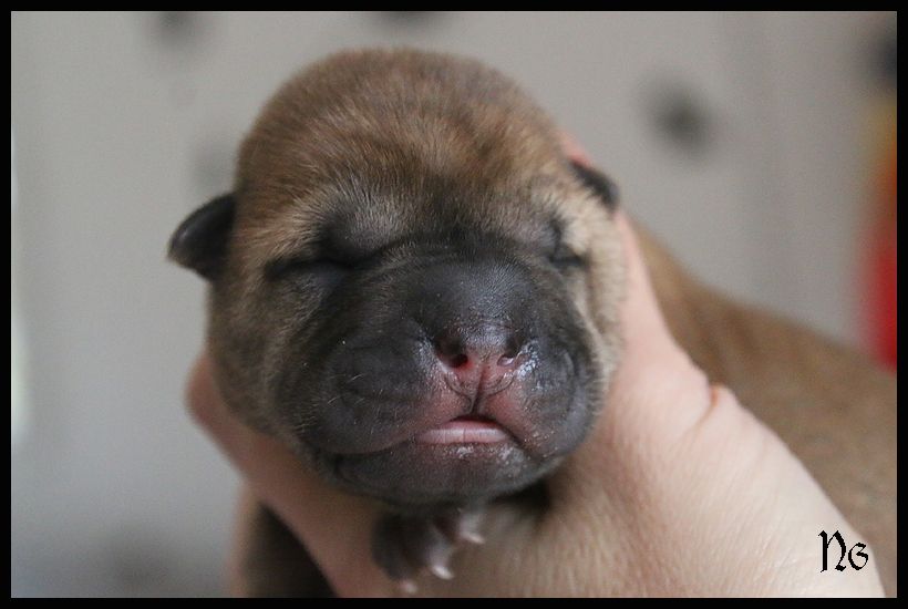 du Nuorilang - Chiot disponible  - Shar Pei