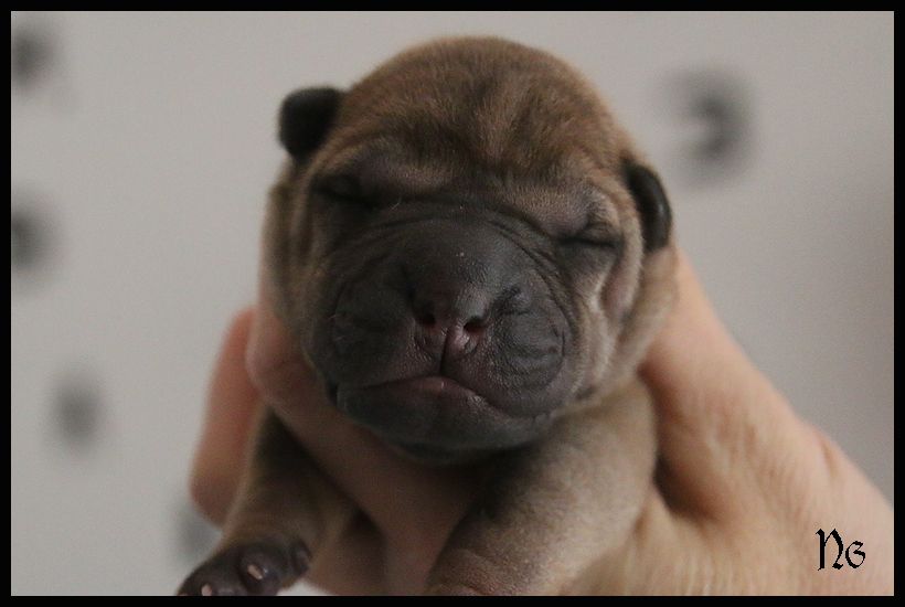 du Nuorilang - Chiot disponible  - Shar Pei