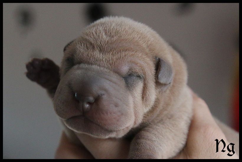 du Nuorilang - Chiot disponible  - Shar Pei