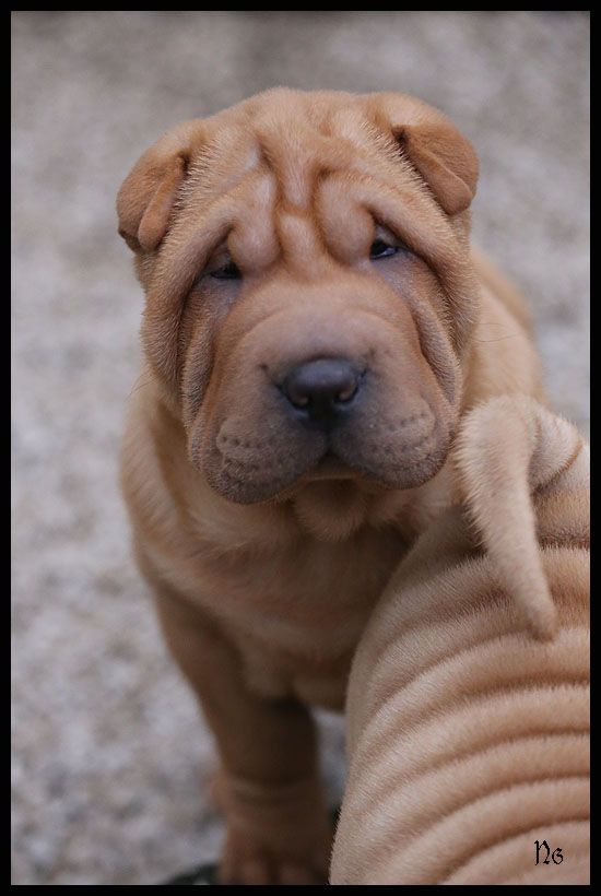 du Nuorilang - Chiot disponible  - Shar Pei