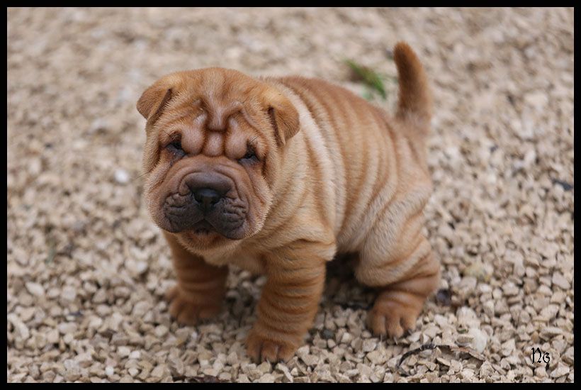 du Nuorilang - Chiot disponible  - Shar Pei