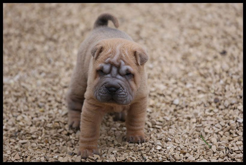 du Nuorilang - Chiot disponible  - Shar Pei