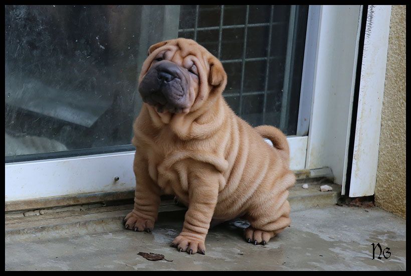 du Nuorilang - Chiot disponible  - Shar Pei