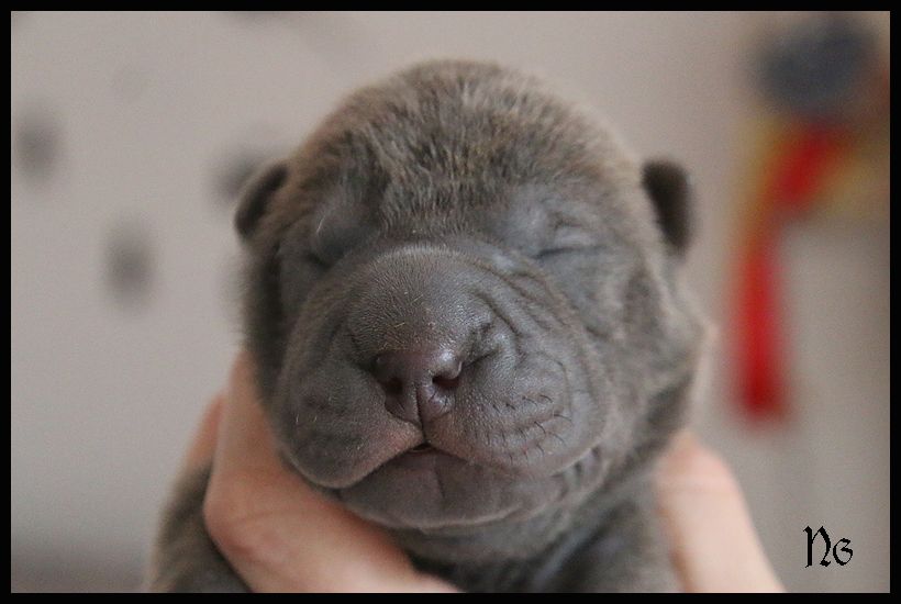 du Nuorilang - Chiot disponible  - Shar Pei