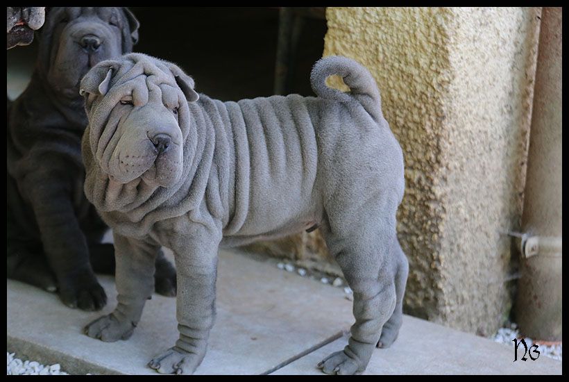 du Nuorilang - Chiot disponible  - Shar Pei