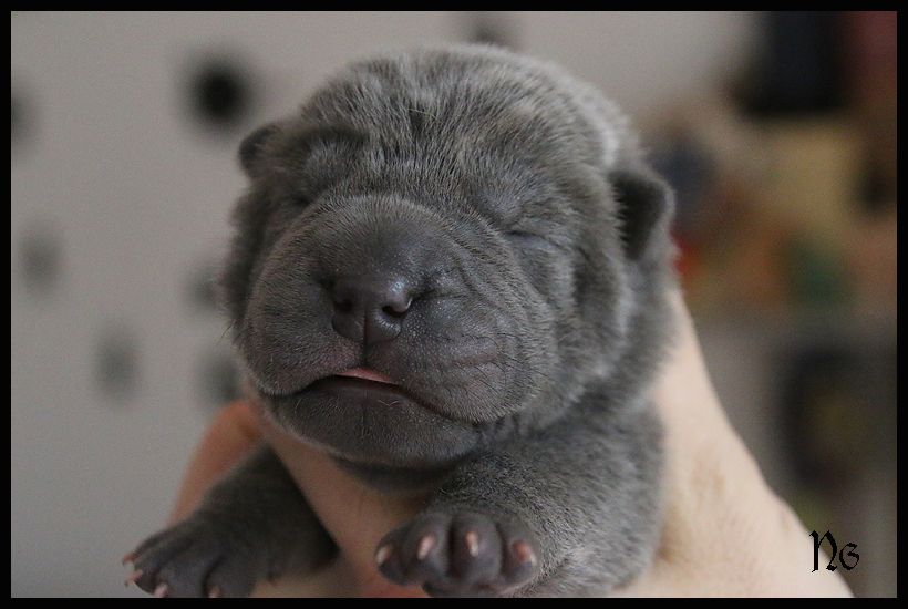 du Nuorilang - Chiot disponible  - Shar Pei