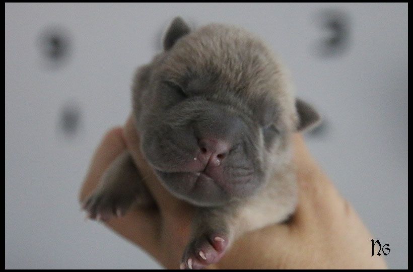 du Nuorilang - Chiot disponible  - Shar Pei