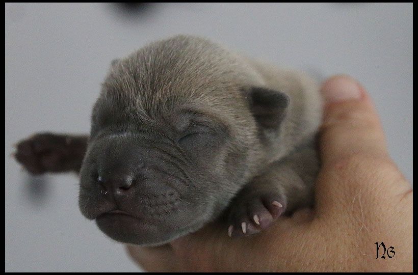 du Nuorilang - Chiot disponible  - Shar Pei