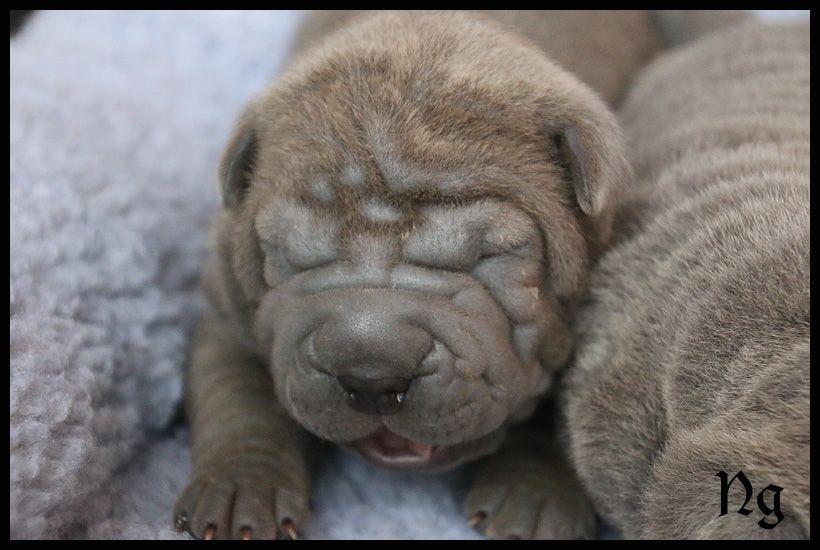 du Nuorilang - Chiot disponible  - Shar Pei