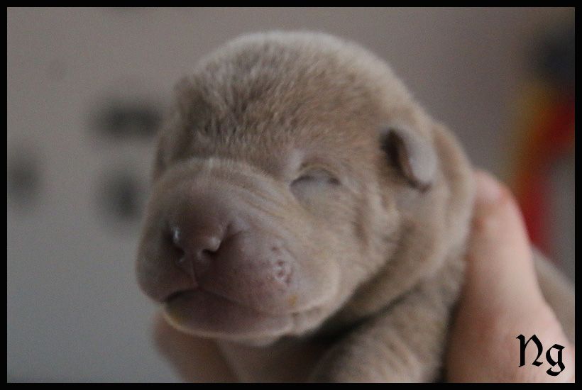 du Nuorilang - Chiot disponible  - Shar Pei