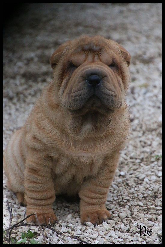 du Nuorilang - Chiot disponible  - Shar Pei